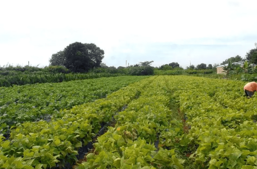  Prefeitura de Santana convoca agricultores para retirada de boleto do Garantia-Safra 