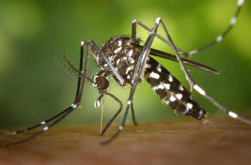  Bahia realiza Semana de Mobilização e Combate ao Aedes aegypti